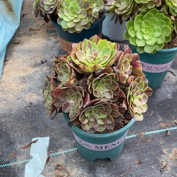 花月夜多肉植物062