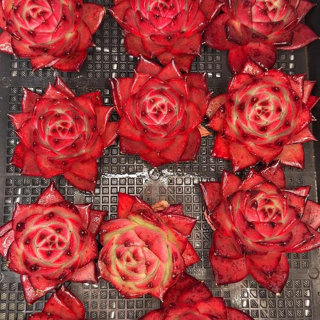 从前慢花园多肉编号粉钻