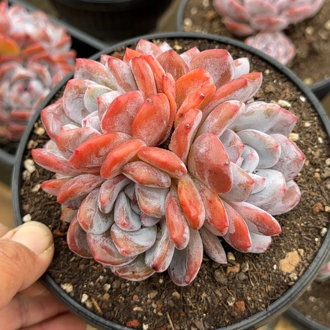 叶***桐橙梦露多肉植物多肉