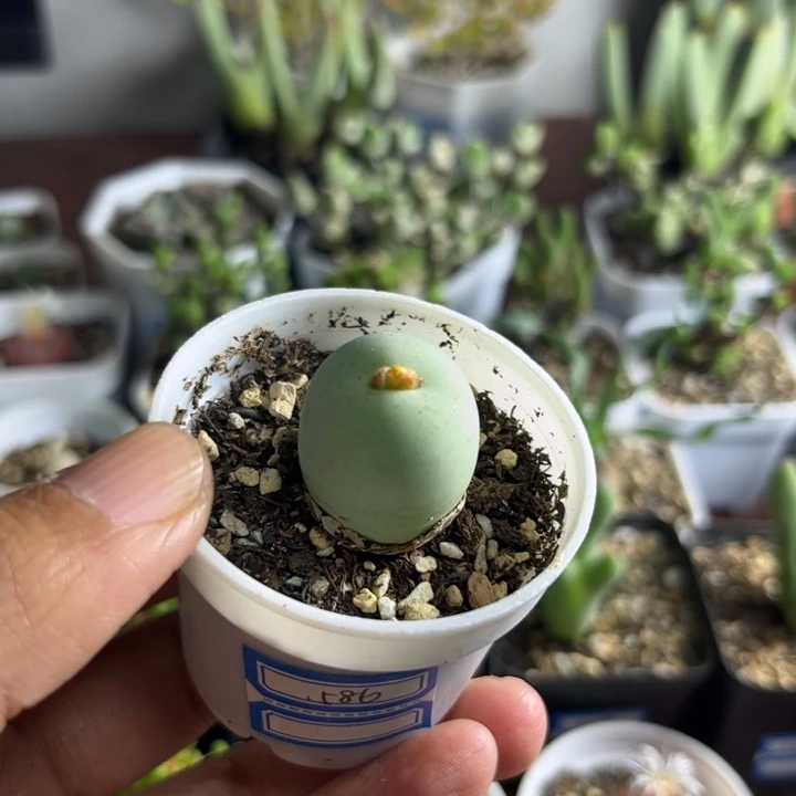 586 鸽子蛋多肉植物