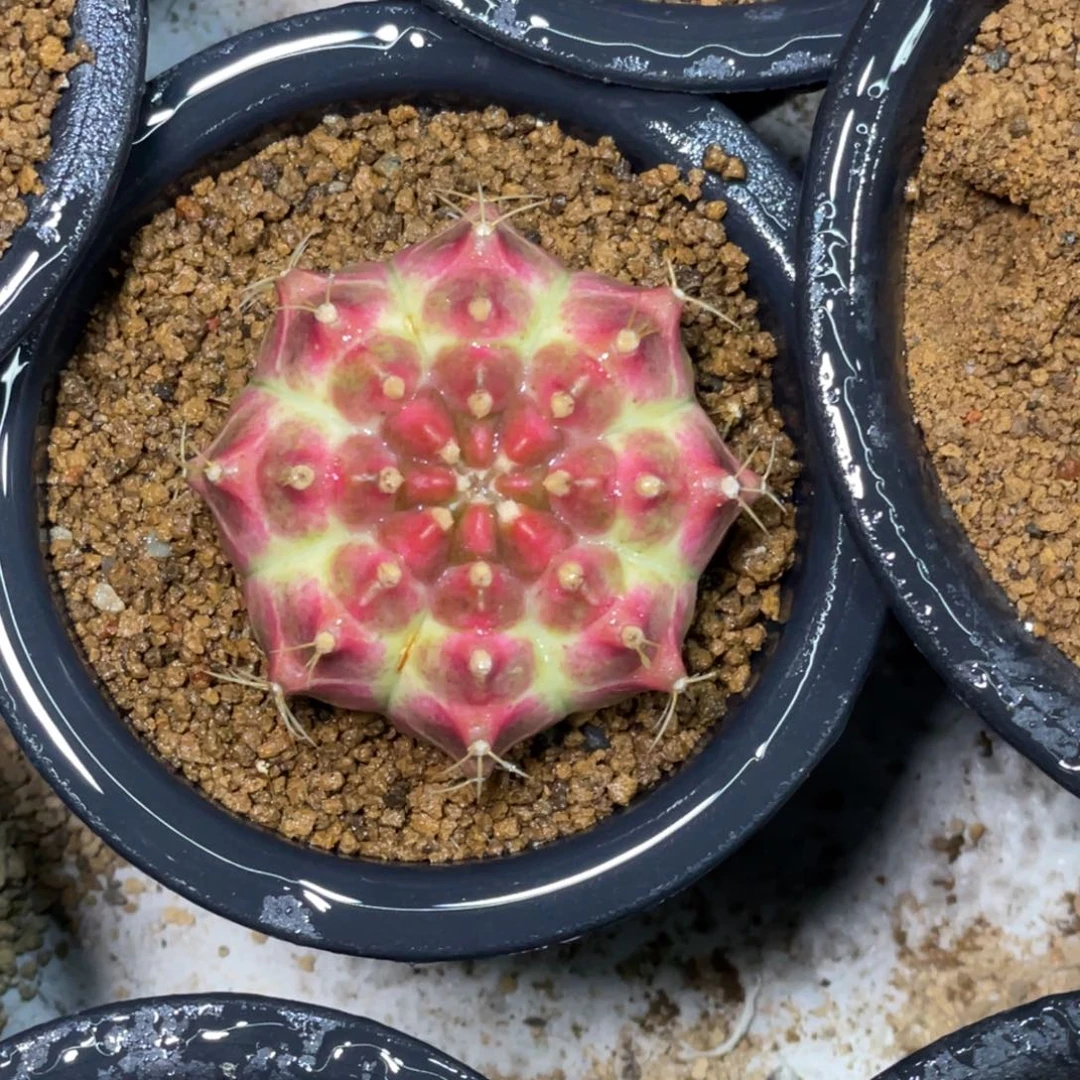 当前无花朵，栽培后可花朵玫红皇氏轮回