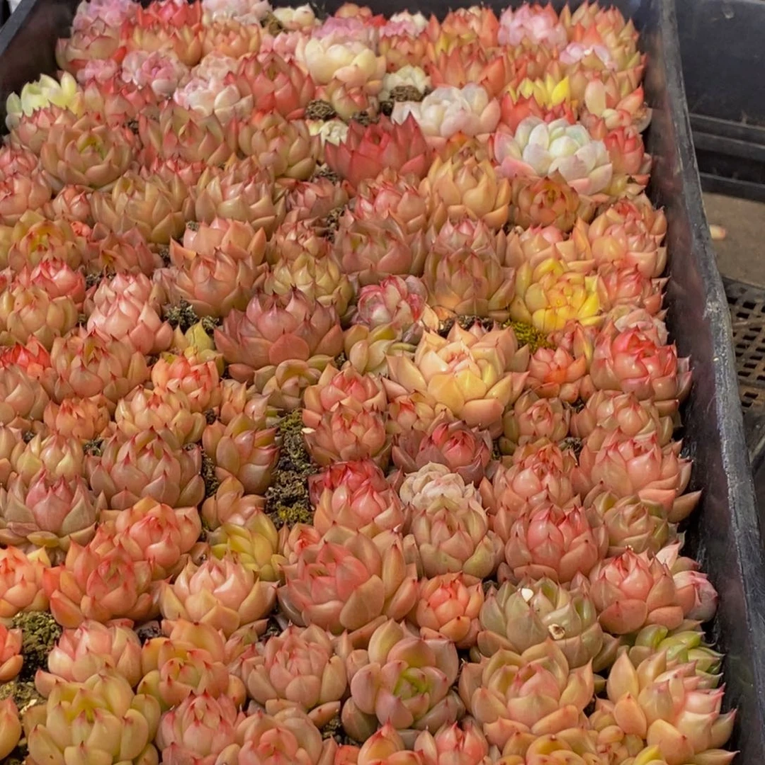 玲*314多肉植物保护研究所所长的介绍