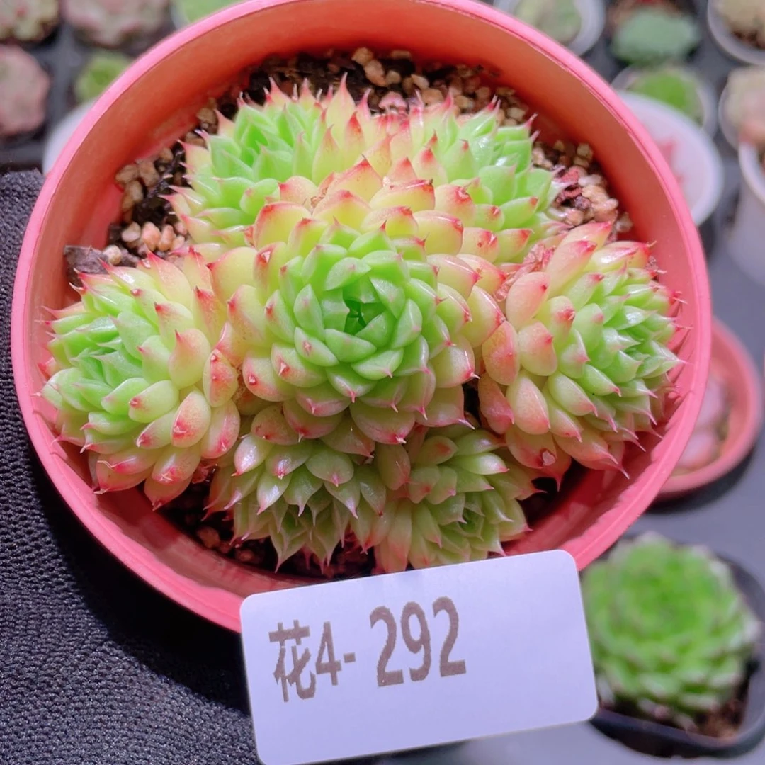 花利美4-292海王群