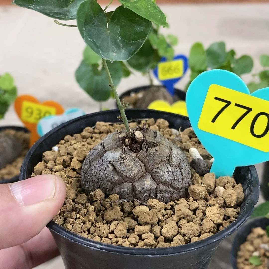 南非龟甲龙龟甲龙