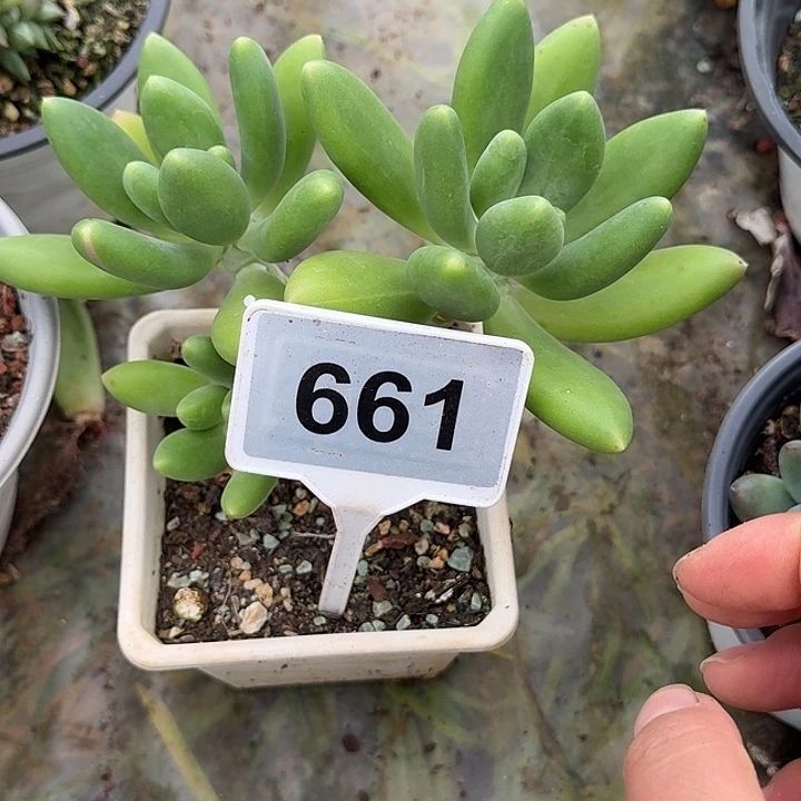 金蟾一物一拍661.
