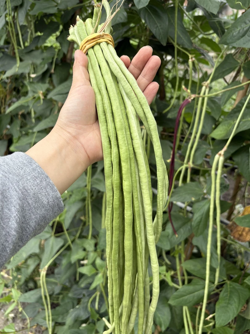 （村委助农）幕阜乡味农家自种新鲜长豆角露天种植蔬菜(现摘现发)