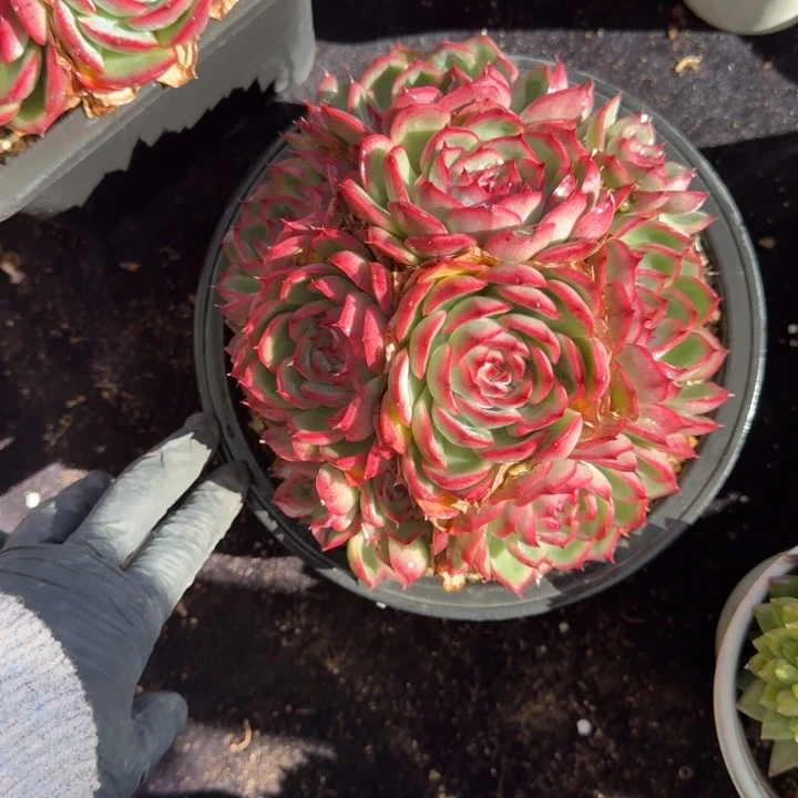 纯***璃18厘米左右一物一拍的