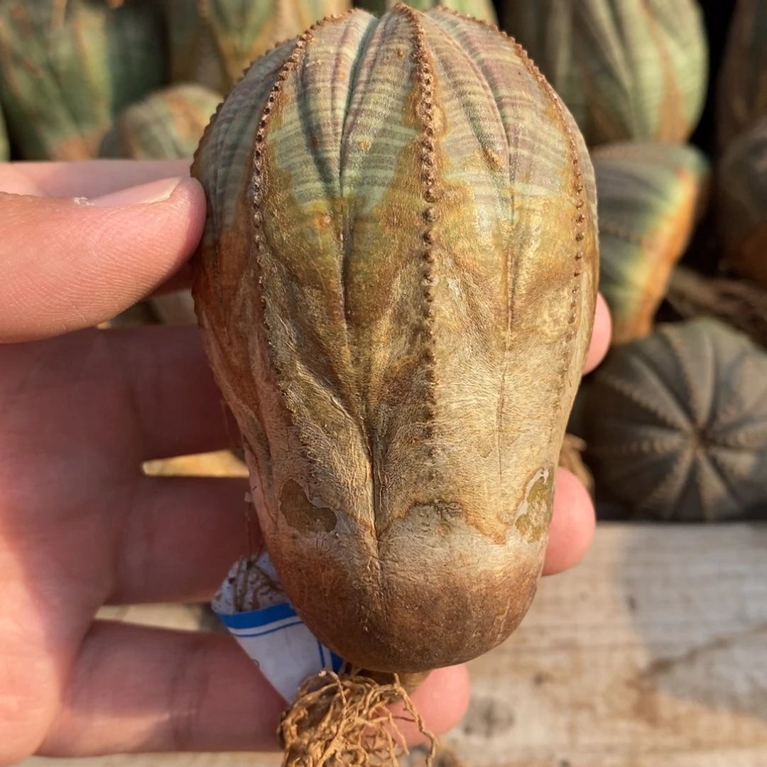 21 欧系实生布纹球多肉植物