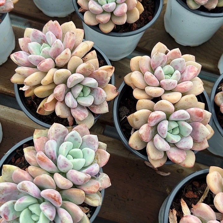 双头         花斑露