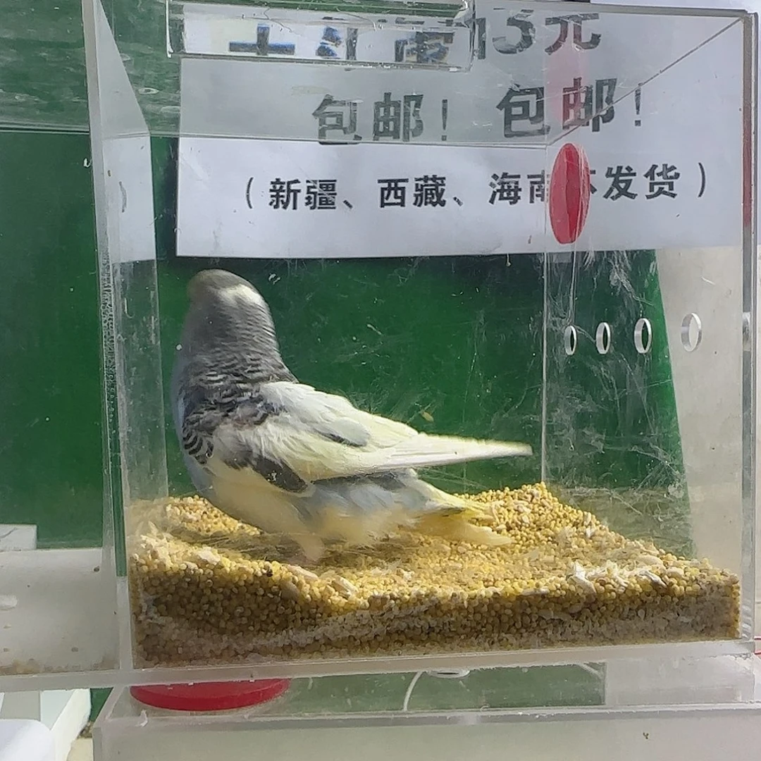 虎皮鹦鹉大头鹦鹉