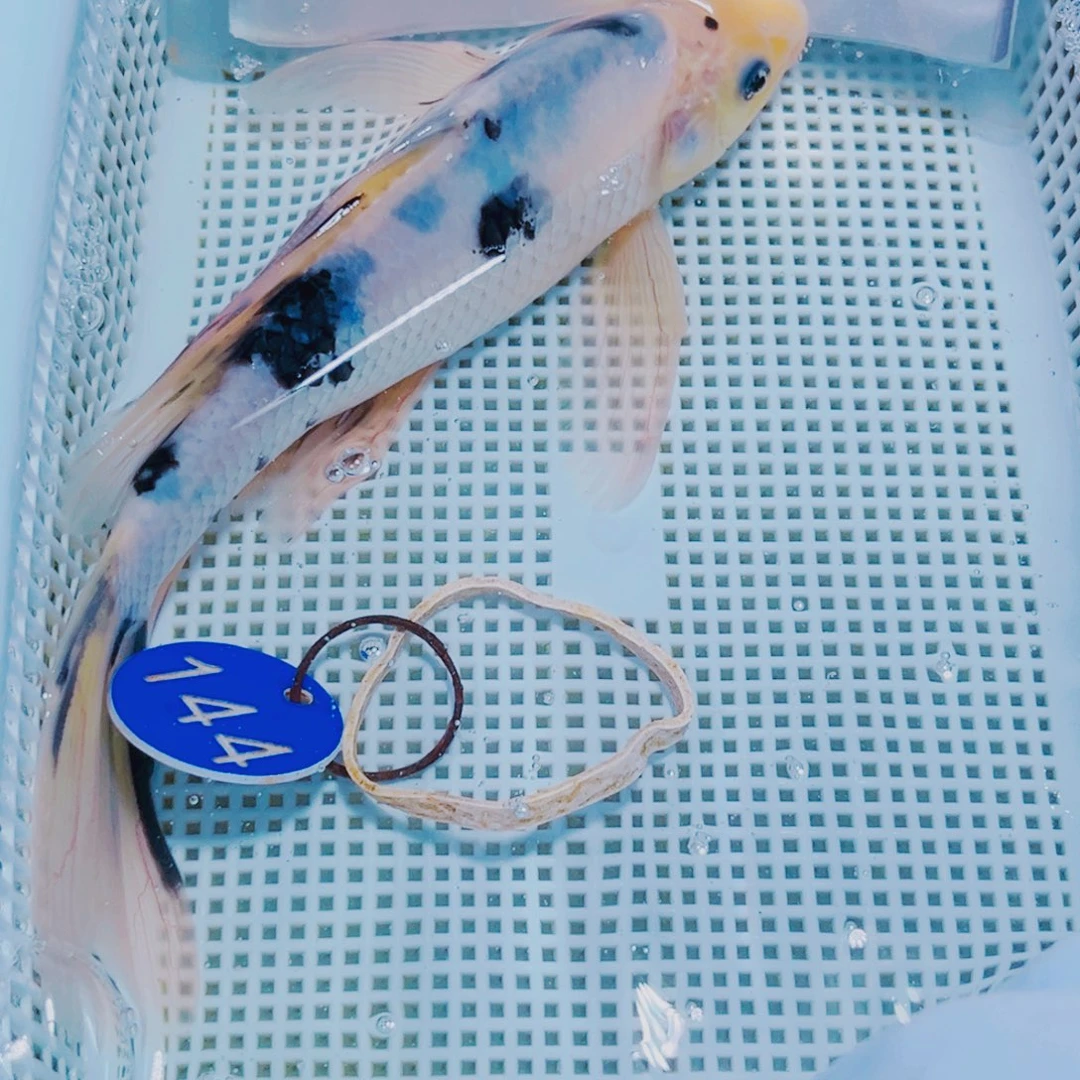 锦鲤144 锦鲤冷水观赏