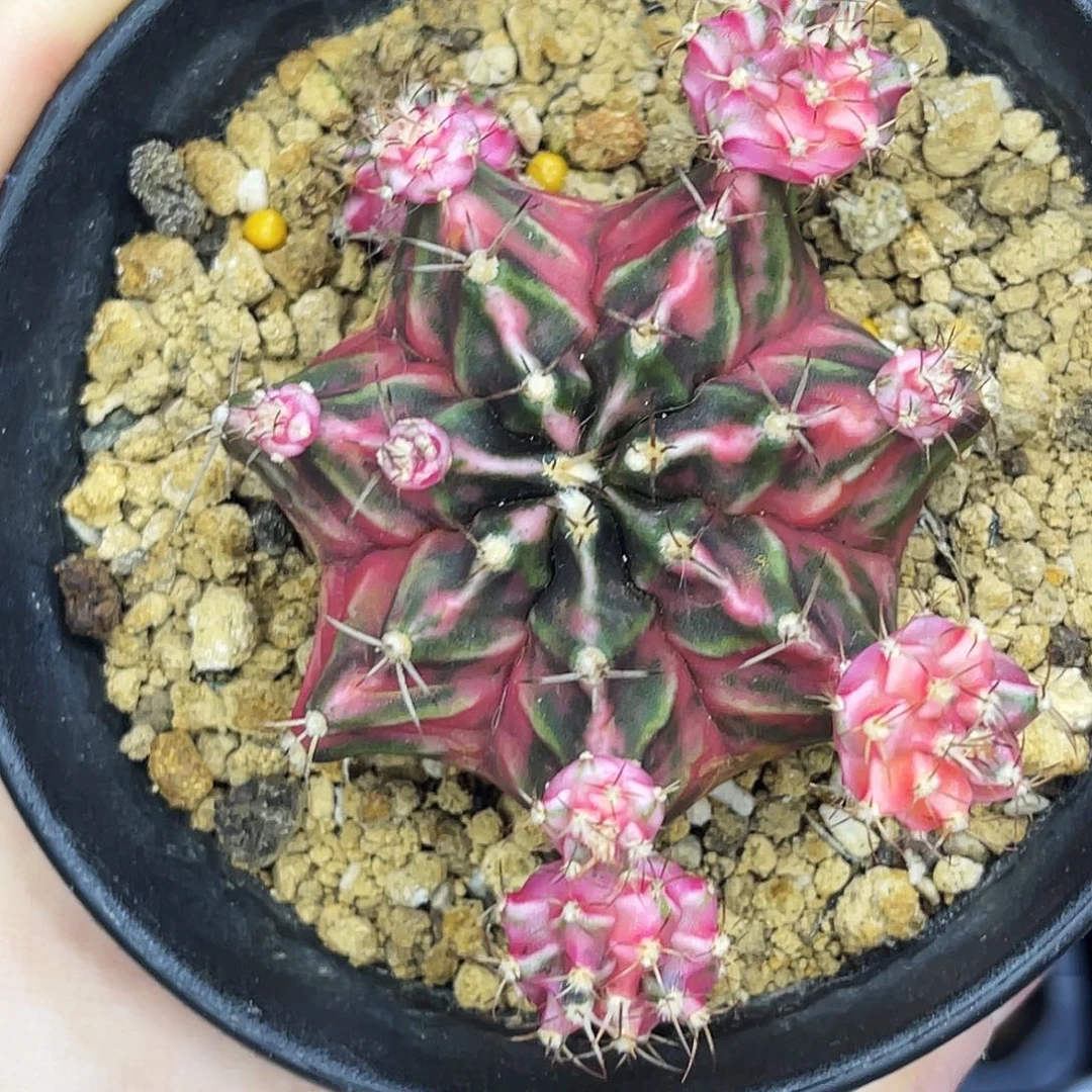 粉钻 母本不出 出侧芽