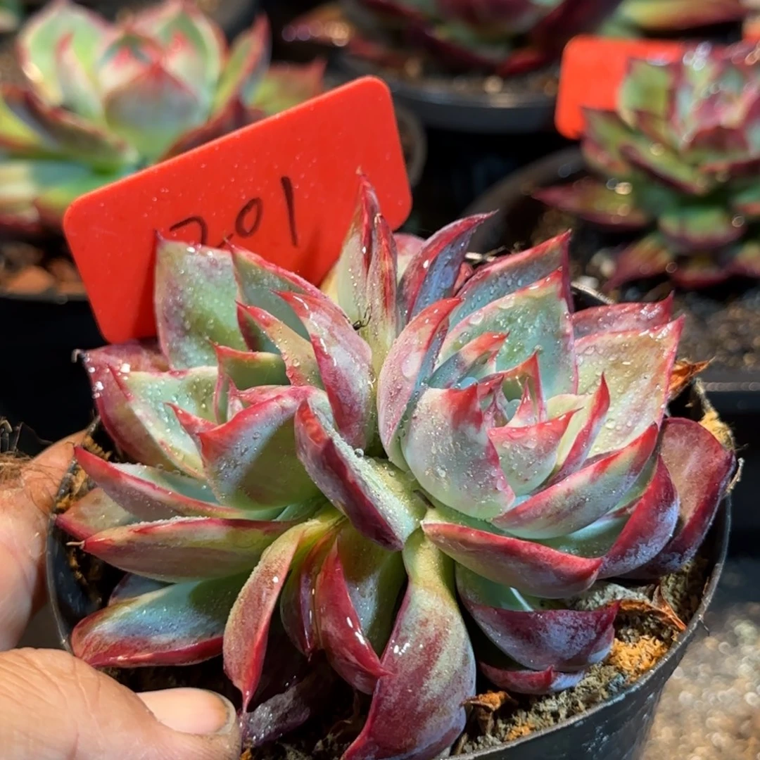 惊鸿一物一拍包装收缩花旱201