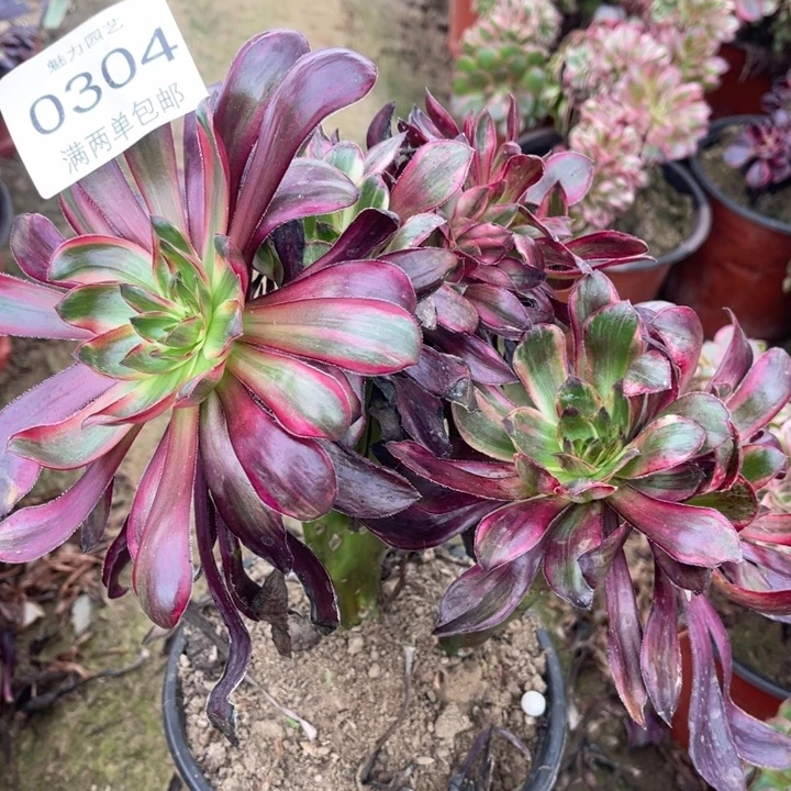 拉丝的人多肉的人0304