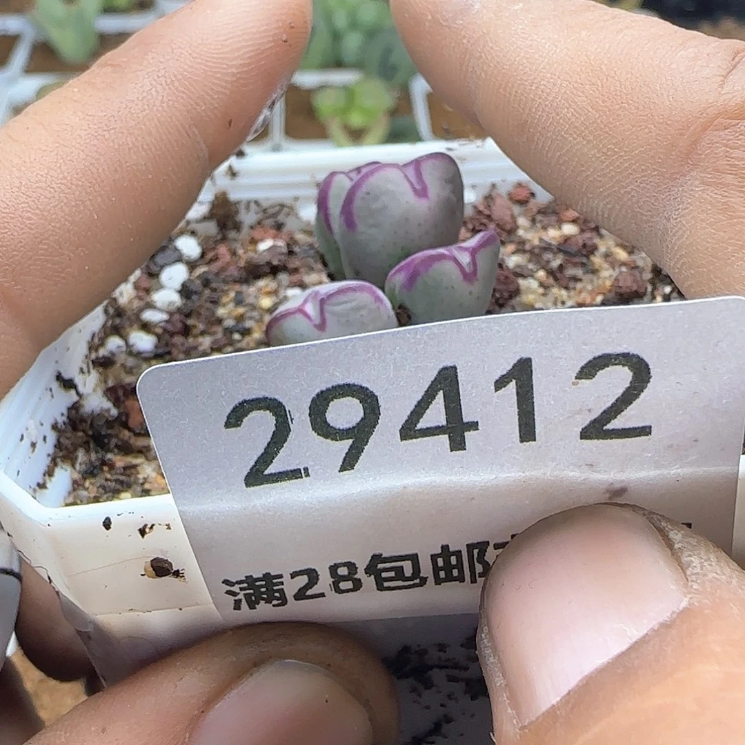 4**角脱土28包邮29412