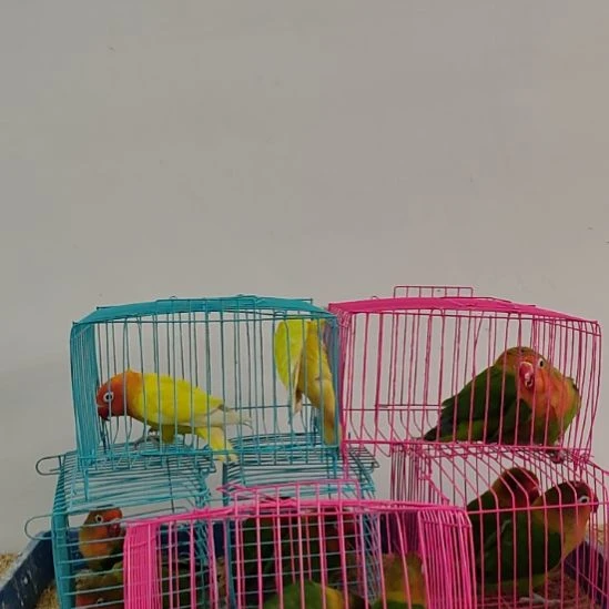 虎皮鹦鹉牡丹鹦鹉鹦鹉2只