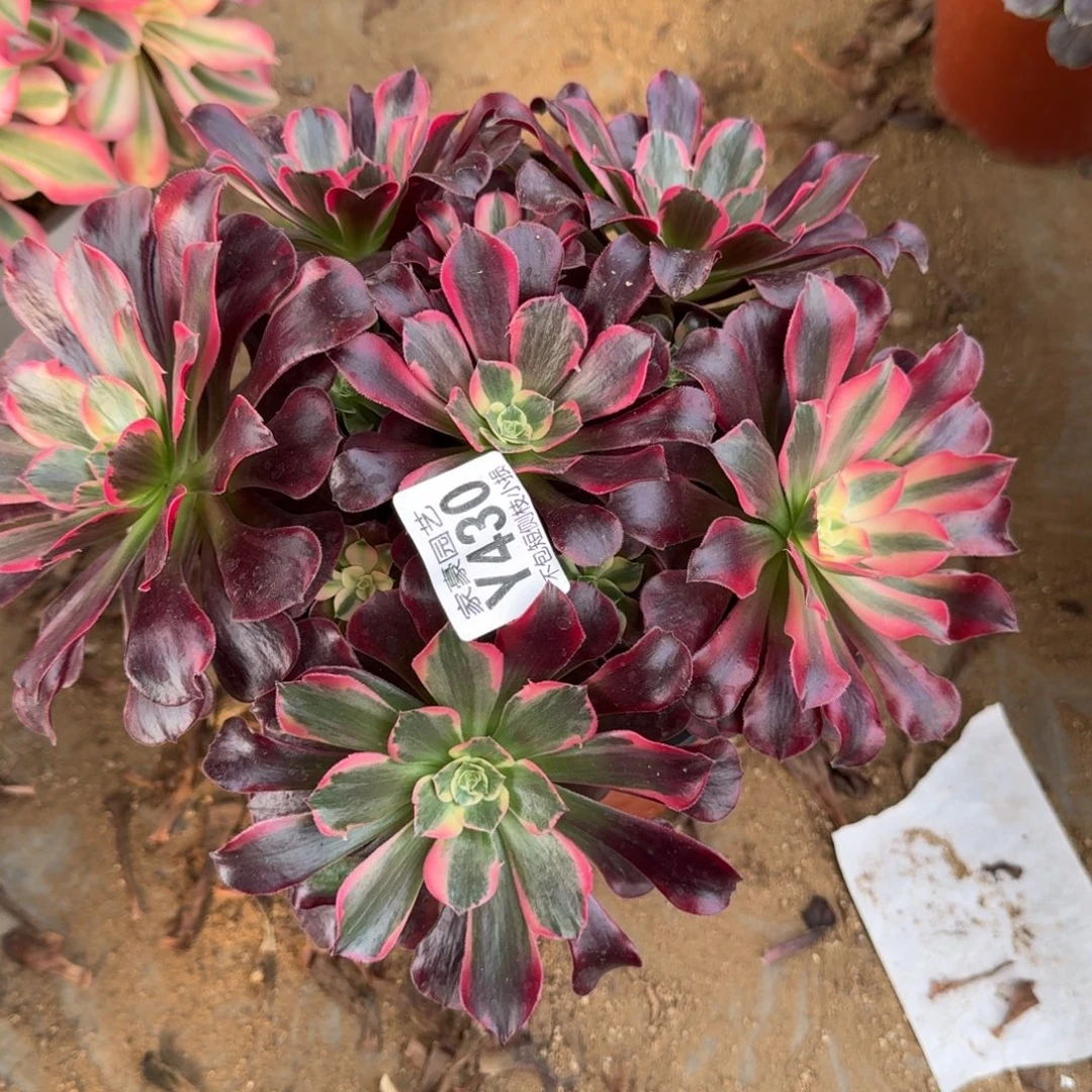 430凤冠官服20左右2