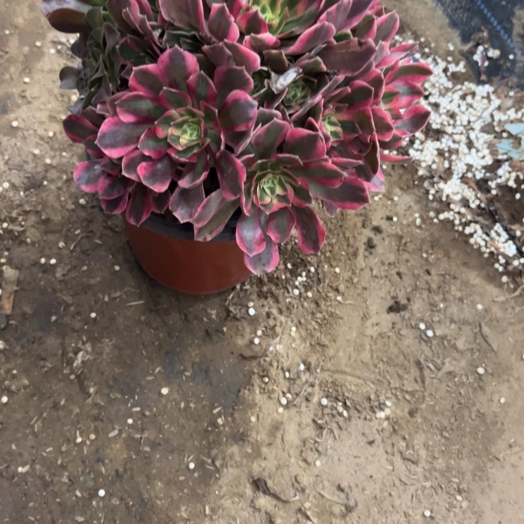 108女妖多肉植物法师