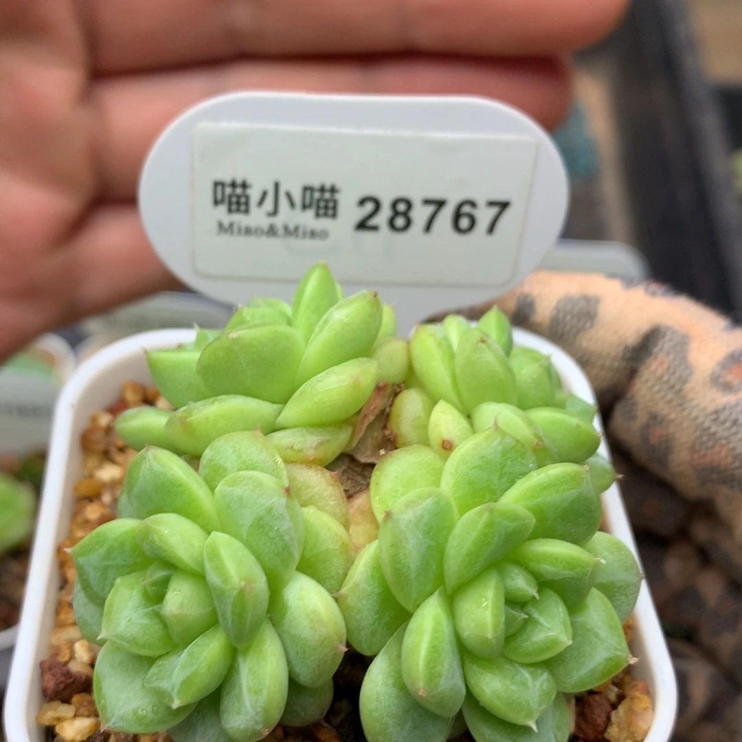 多肉植物白玉珍妮