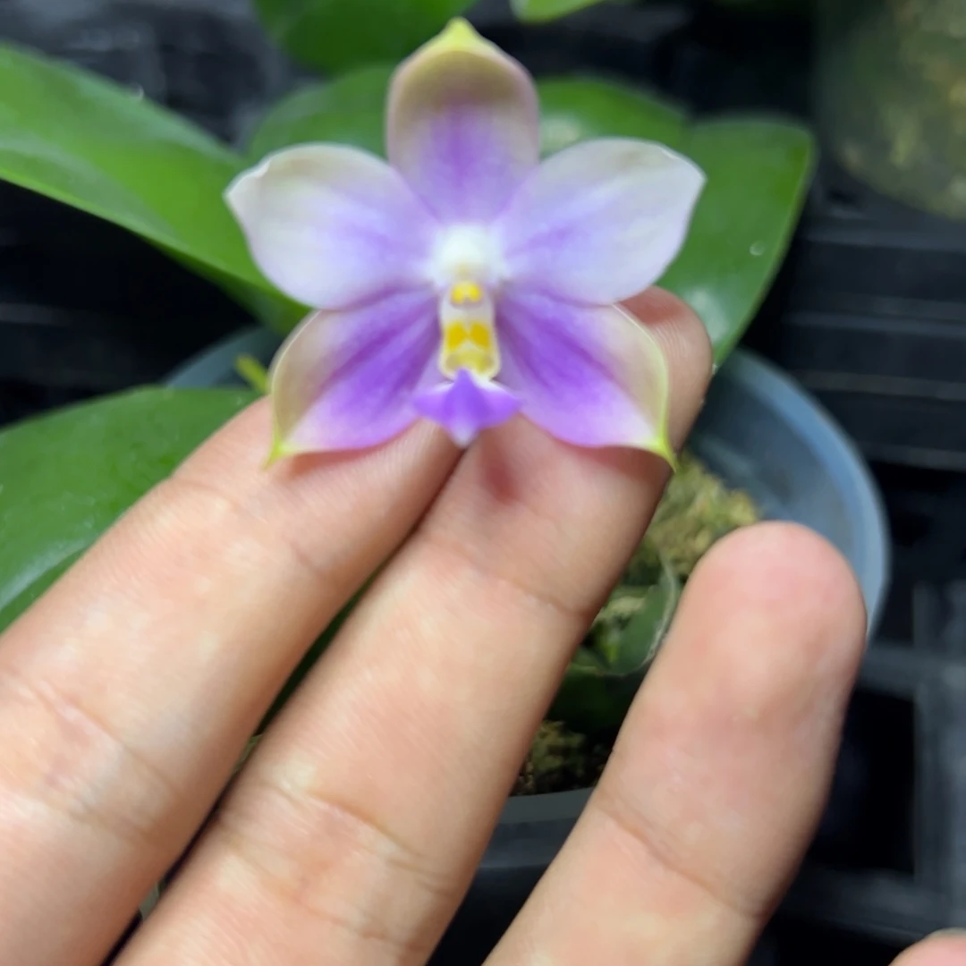 完全开放l537三寸ys1116