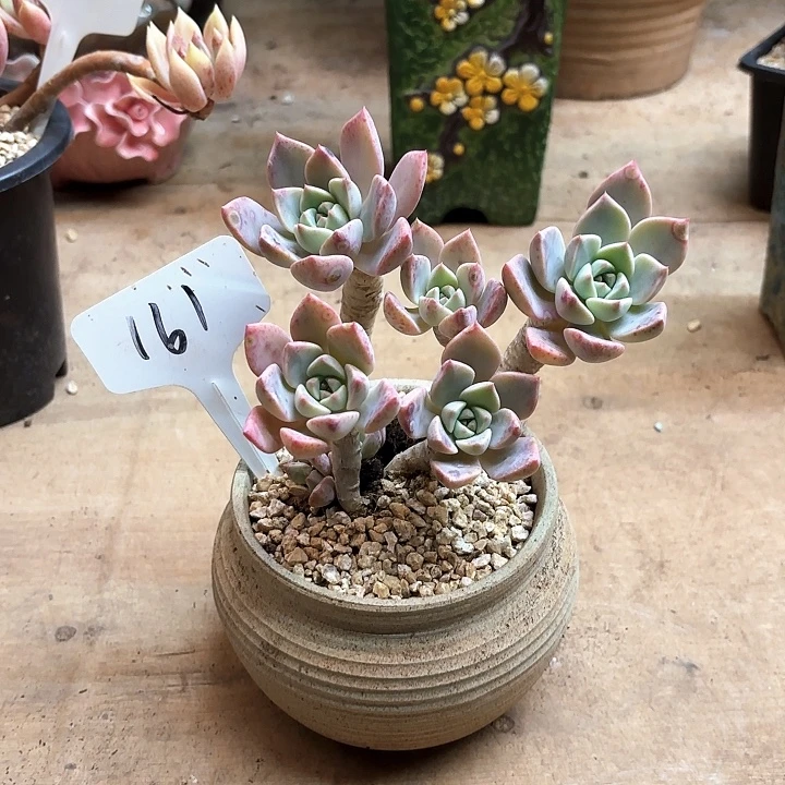 多肉植物，红粉佳人161号