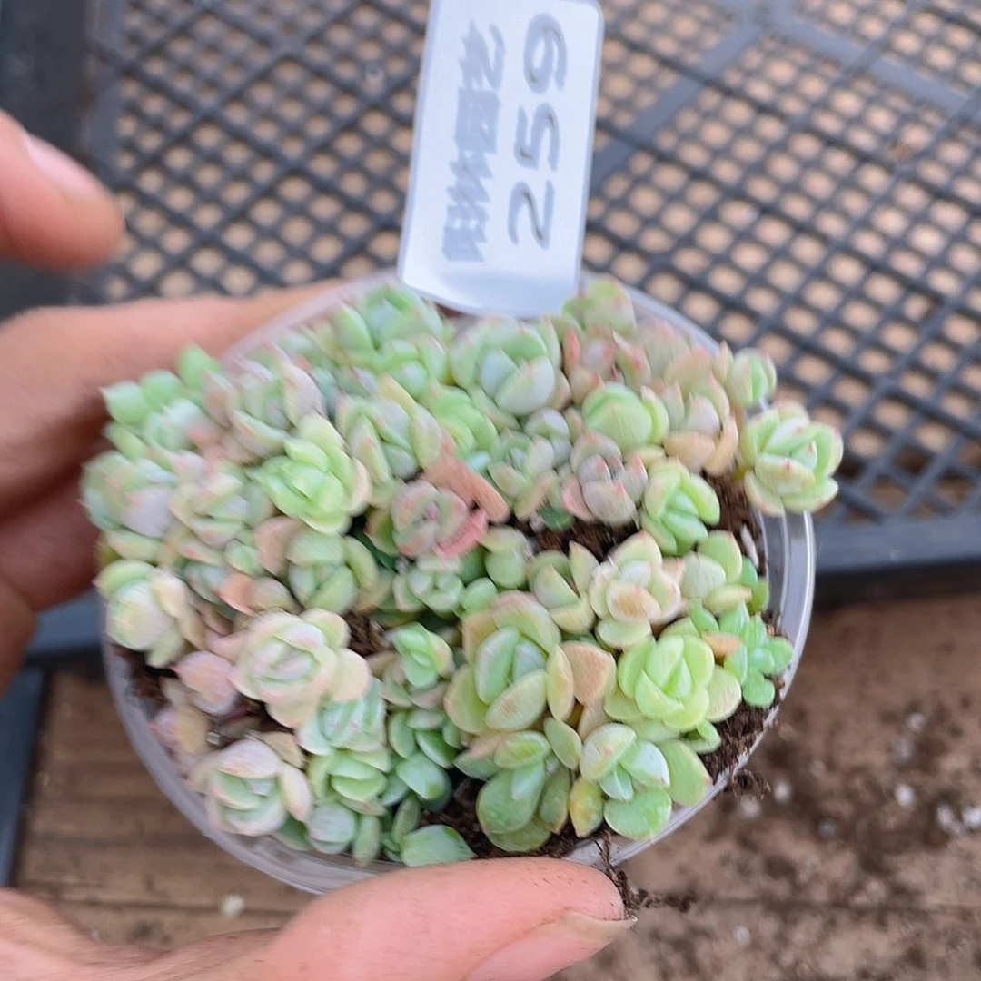 多肉植物多肉植物259