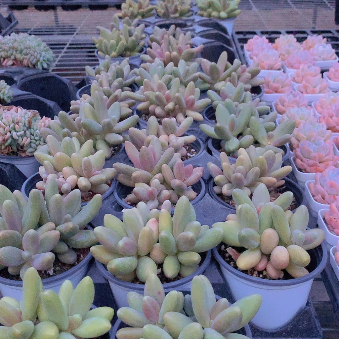 糖果美人群88854444477777