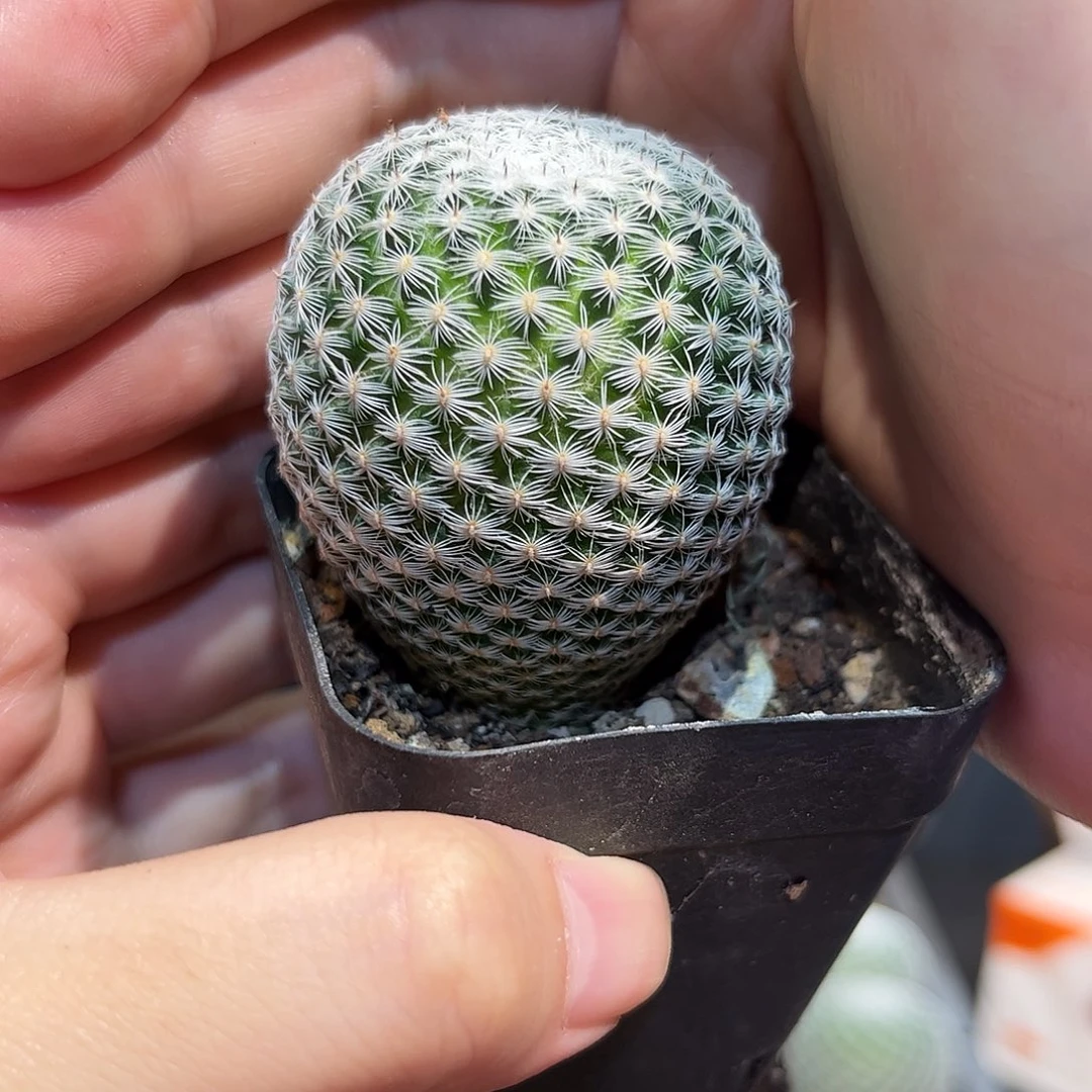 4cm实生恋山彦仙人球有点徒长