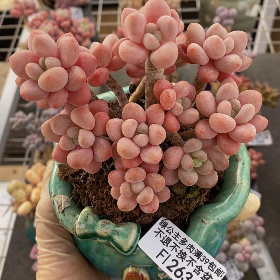 鱼子酱263/10cm多肉