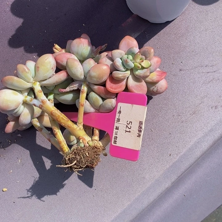 521洛神肉肉肉肉肉肉