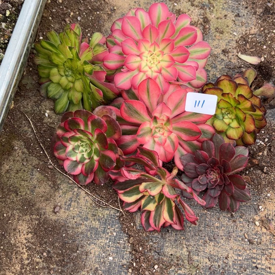 111框拍量7颗多肉20