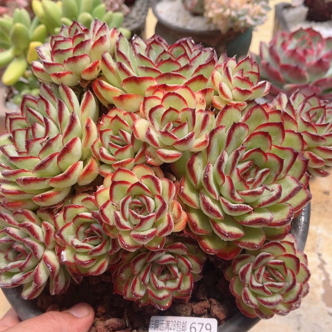679肉酱玫瑰德华多肉