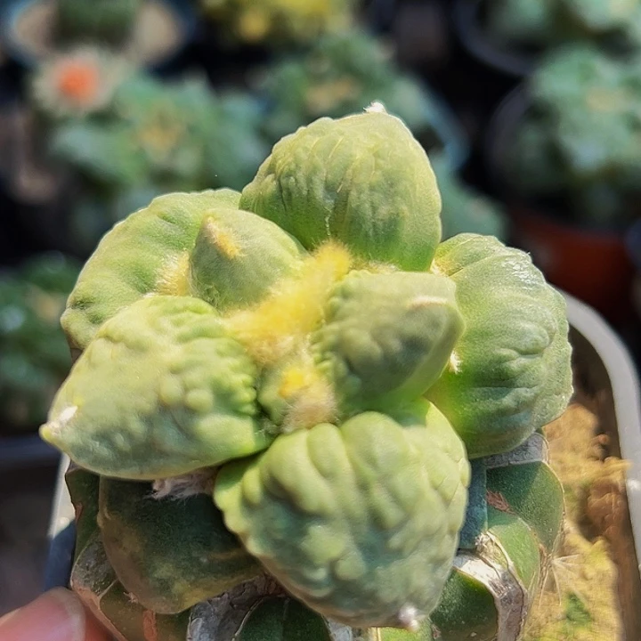 无花朵大尤丸尤怒涛牡丹408