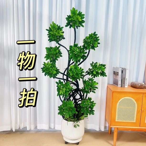 老庄屏风大型鸭脚木 高品质净化空气除甲醛办公室客厅绿植鲜活