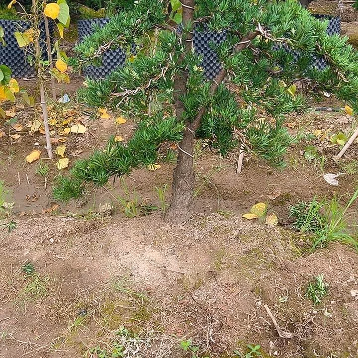 无花朵刘**福小叶雀舌罗汉松