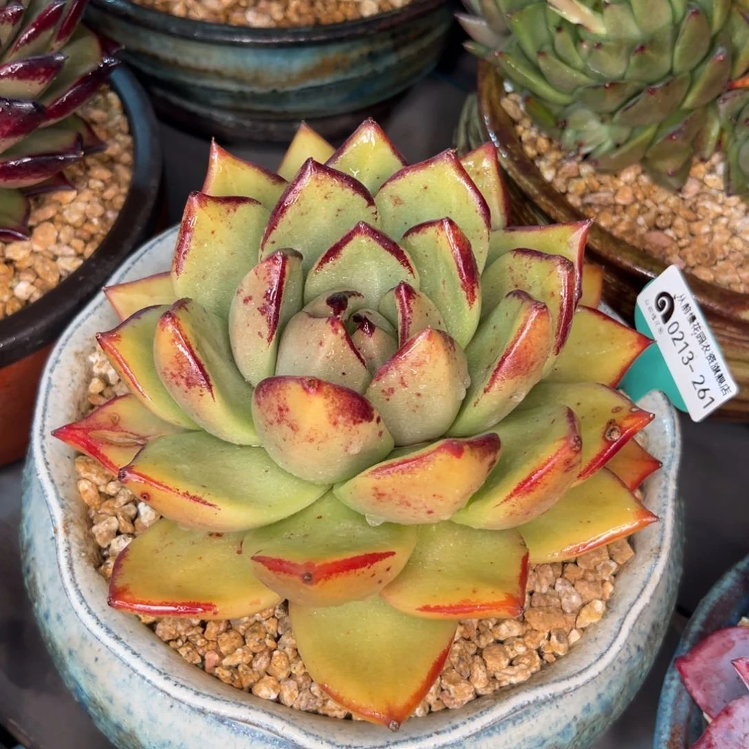 随*?多肉一物一拍0213-261