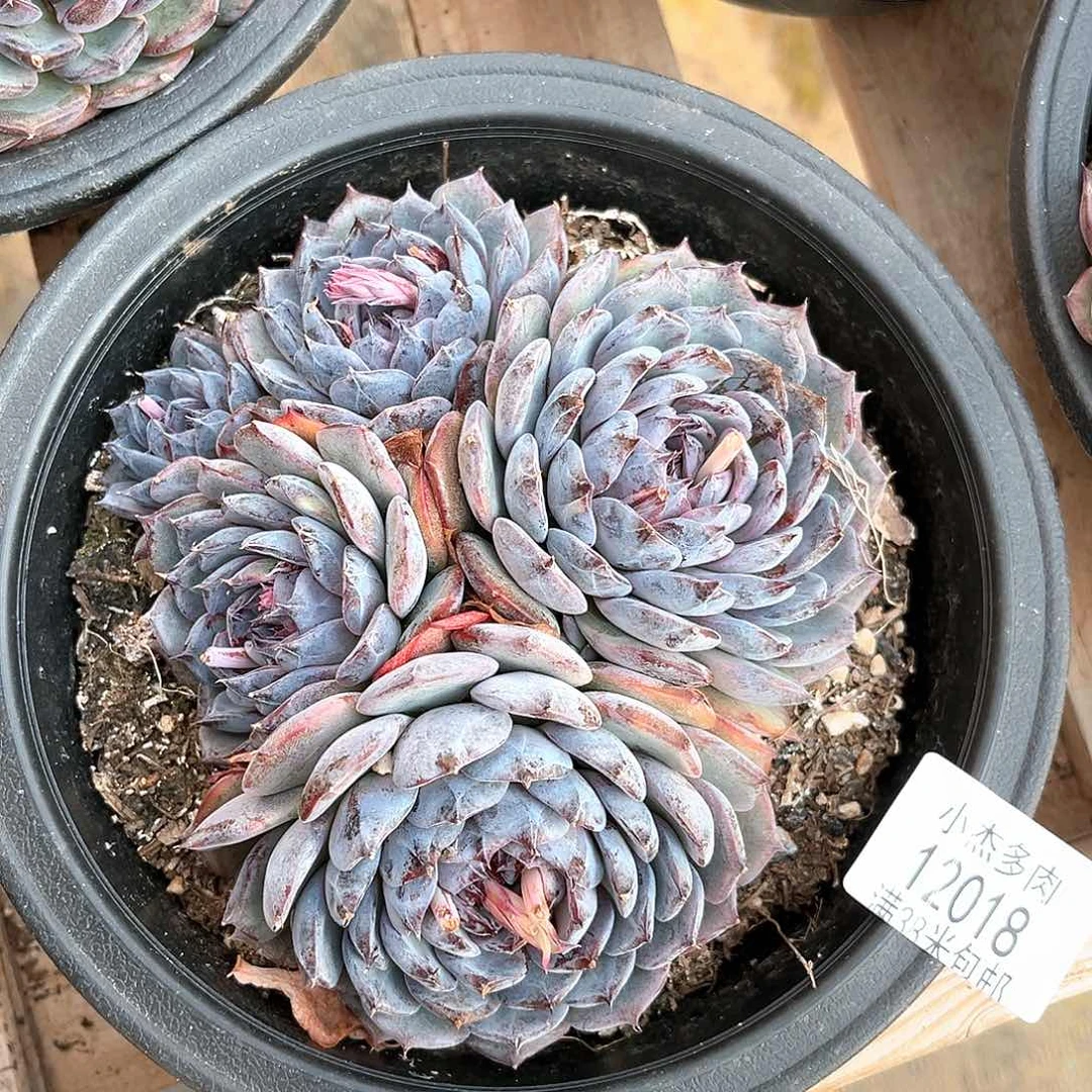 蓝色妖姬群12018