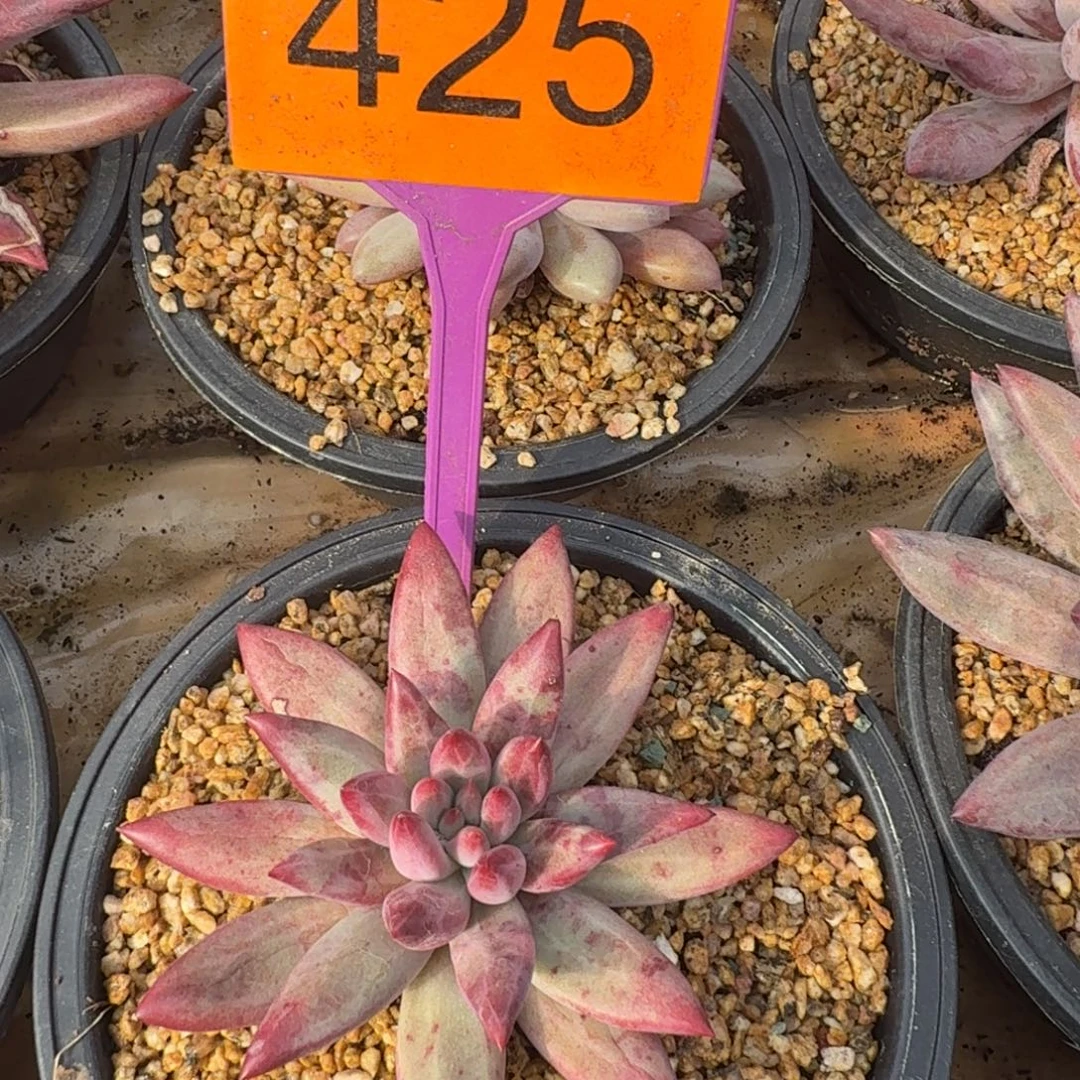 多肉植物虞美人425