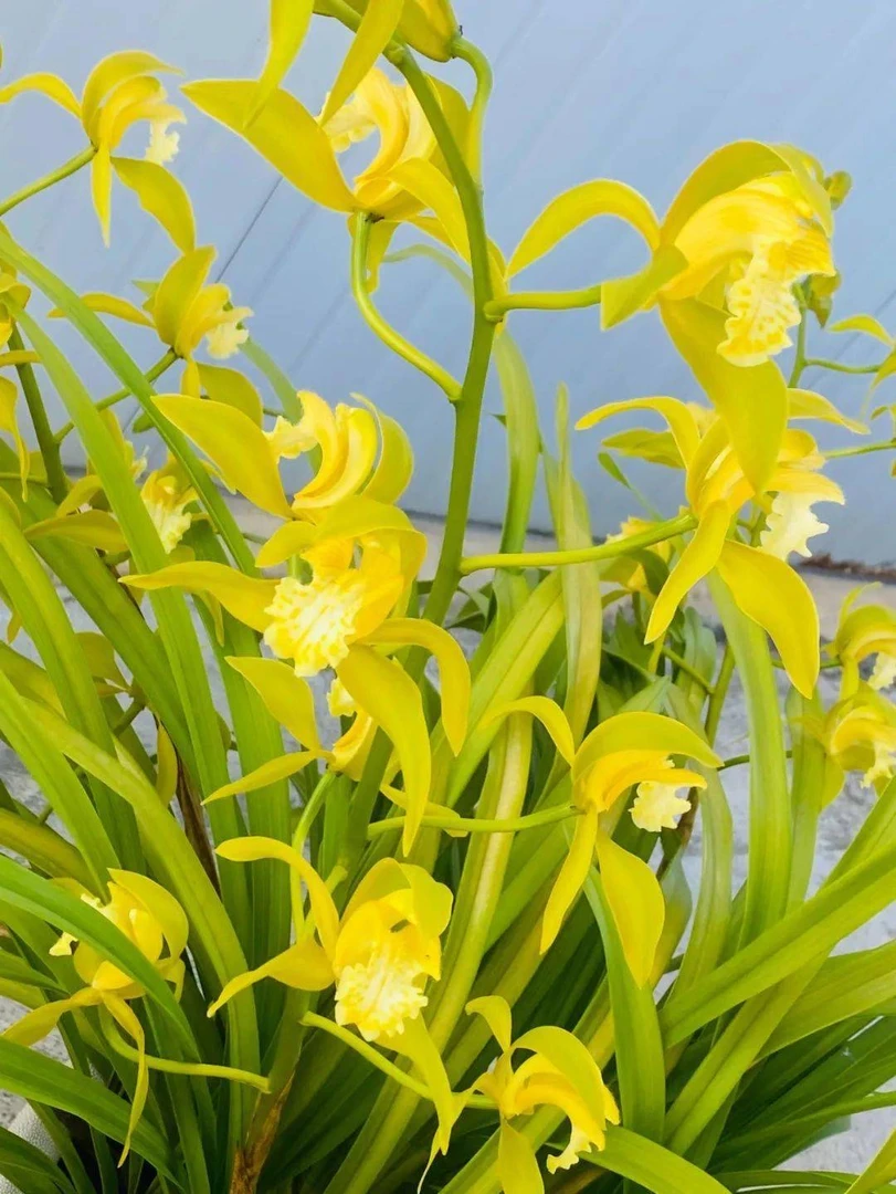 云南虎头兰原生种新鲜植物盆景