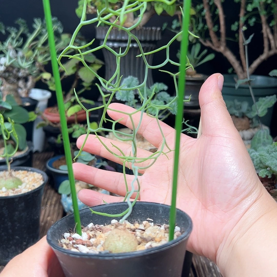 鹿角仓角殿带盆包邮