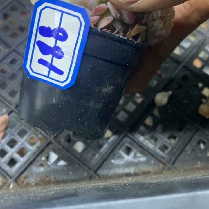 西**心一物一拍玉簪多肉188