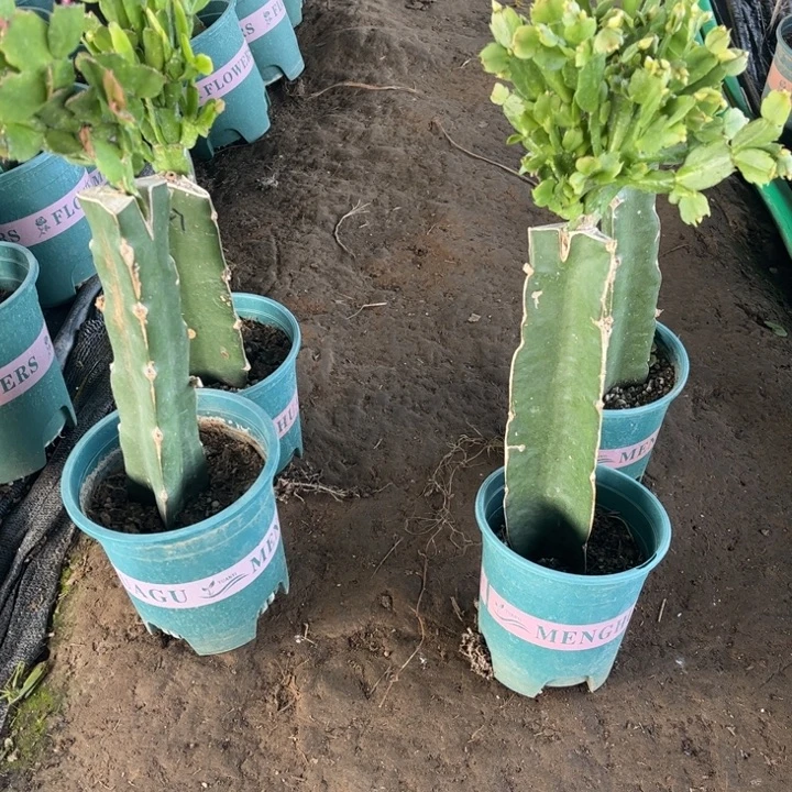 027➕027粉紫两颗脱土发货