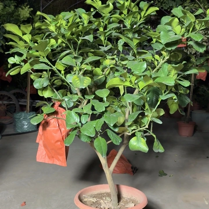 海***光完全开放一物一拍