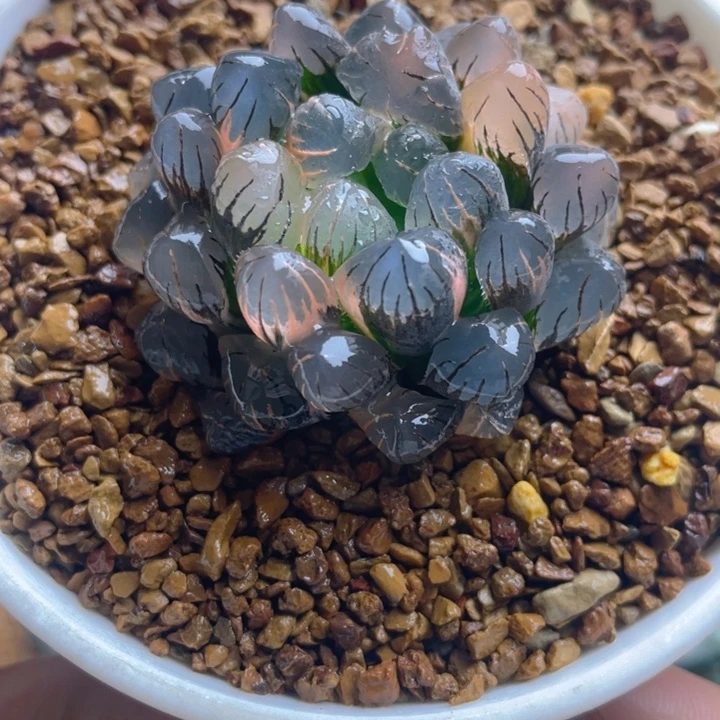 21.十二卷ob1冰灯玉露锦。