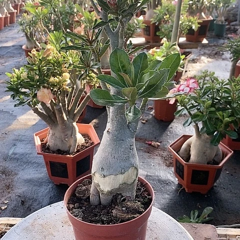 【闪购商品】无花朵?*