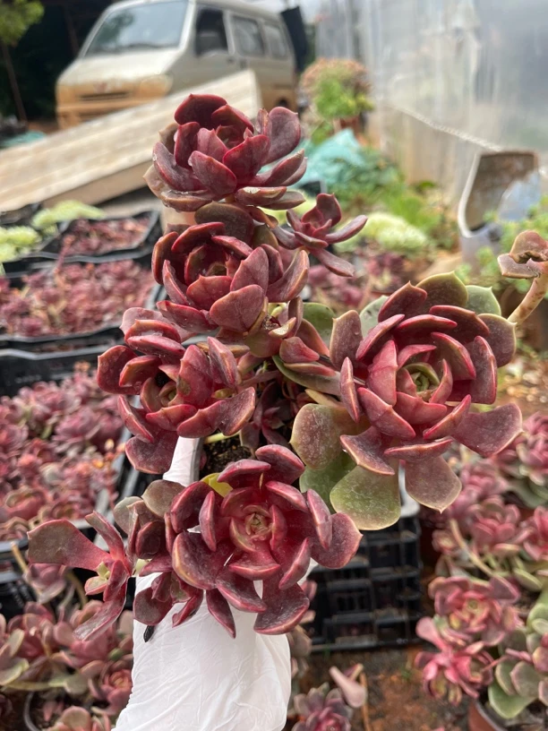 大红袍 精品多肉波妞园艺