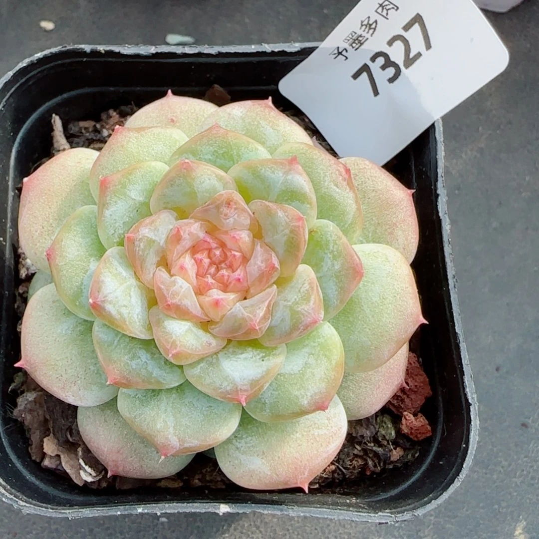 粉樱花，7327多肉植物