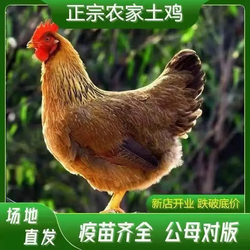 宠物鸡生态散养土鸡麻羽鸡淮南草红瑶麻羽土鸡绿壳蛋鸡8两到一斤