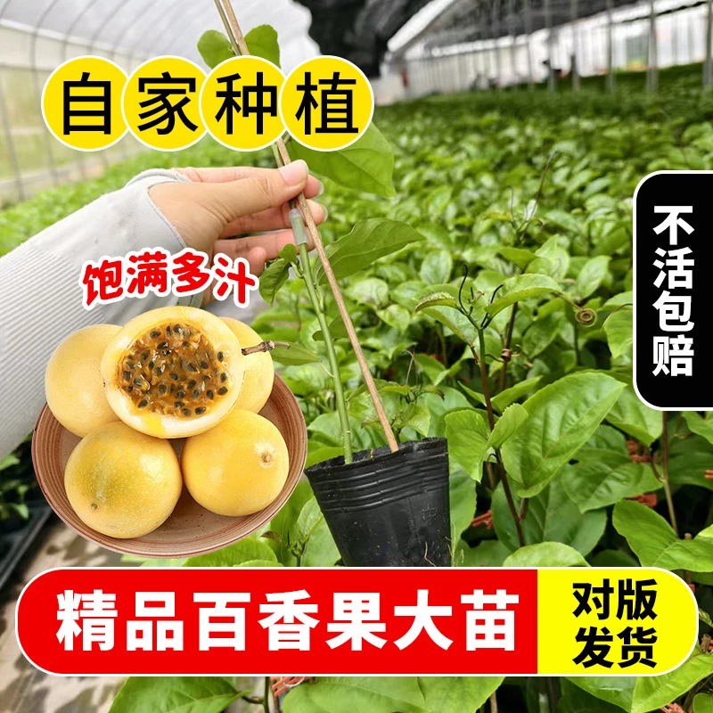 正宗黄金9号百香果苗 纯甜无酸 爬藤类植物 正品嫁接苗