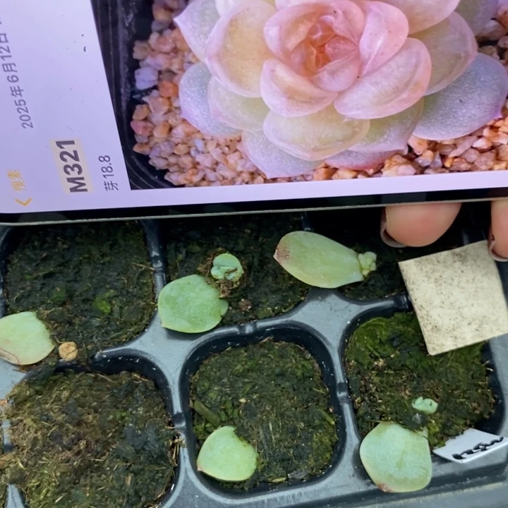熊猫m321芽苗一个多肉